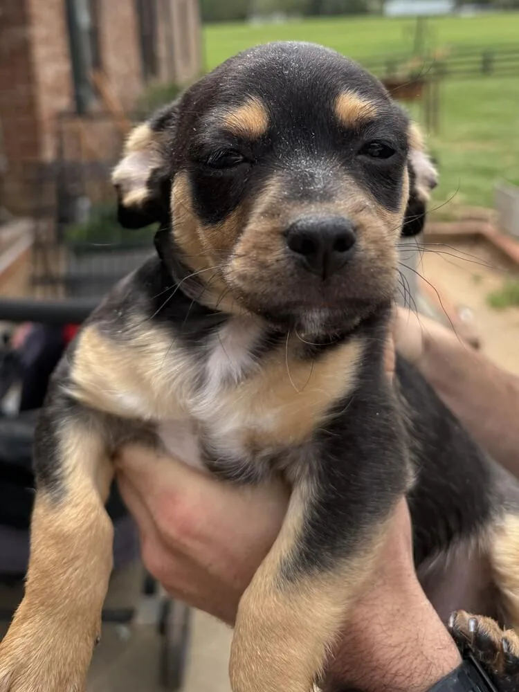 A baby small-sized male Tricolor (Brown, Black, & White) Chihuahua dog named Bud for adoption in Hartwell, GA