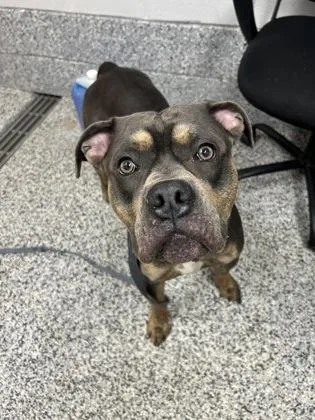An adult medium-sized male Mixed Breed dog named Carharrt for adoption in West Chester, PA