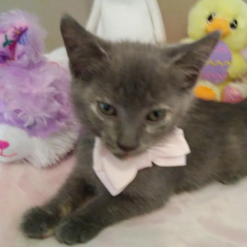 An adult large-sized female Tortoiseshell Domestic Short Hair cat named Shy for adoption in West Palm Beach, FL