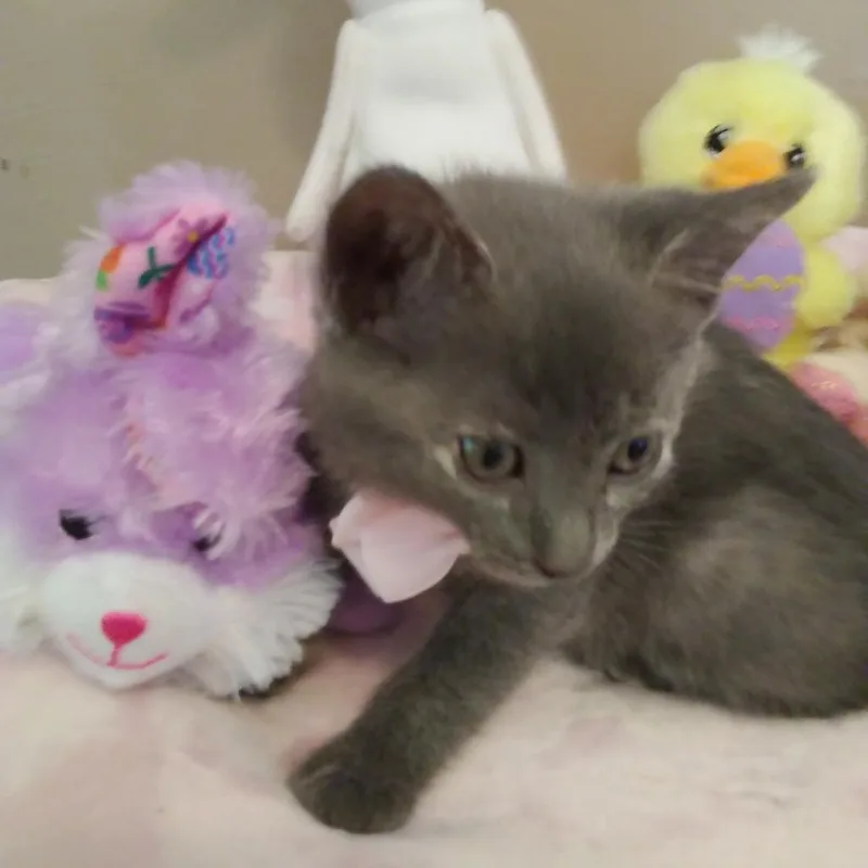 Shy thumbnail 2