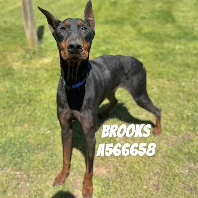 An adult medium-sized male Doberman Pinscher dog named Brooks for adoption in Huntsville, AL