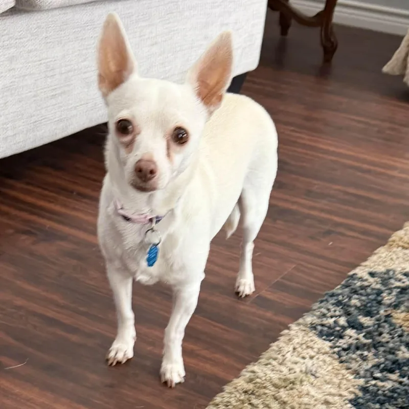 Princess Is Only  thumbnail 5