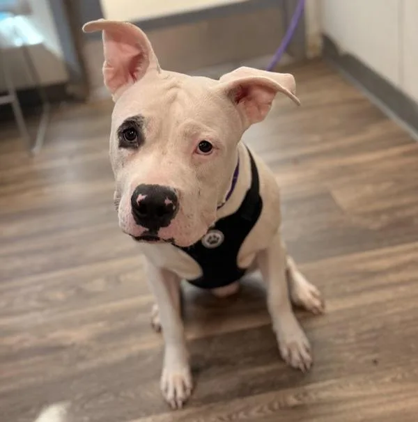 A young medium-sized male Pit Bull Terrier dog named Walter for adoption in San Diego, CA