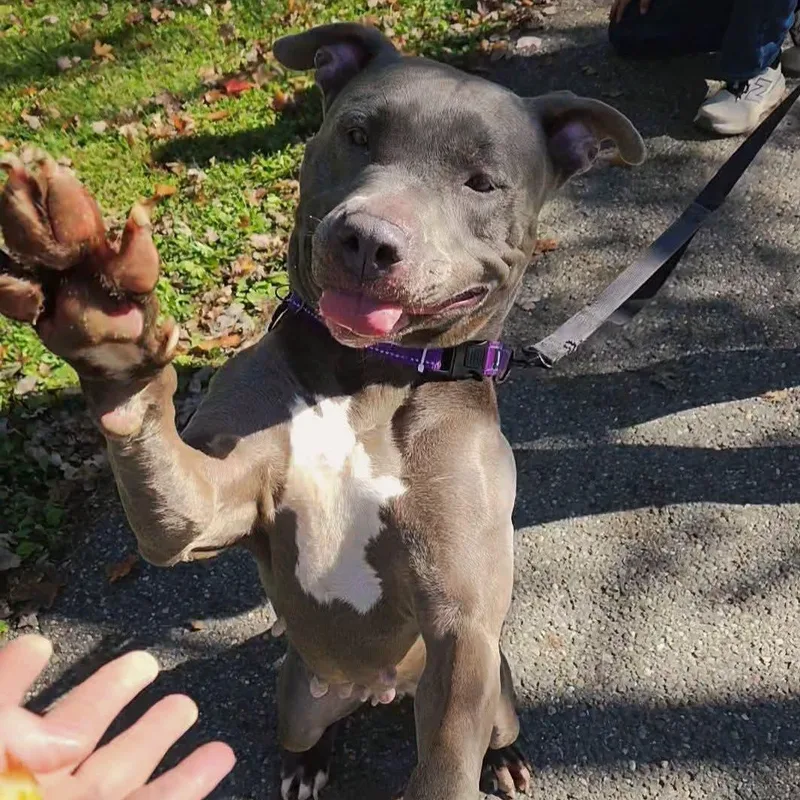 A young large-sized female Pit Bull Terrier dog named Kibbles for adoption in Warren, OH