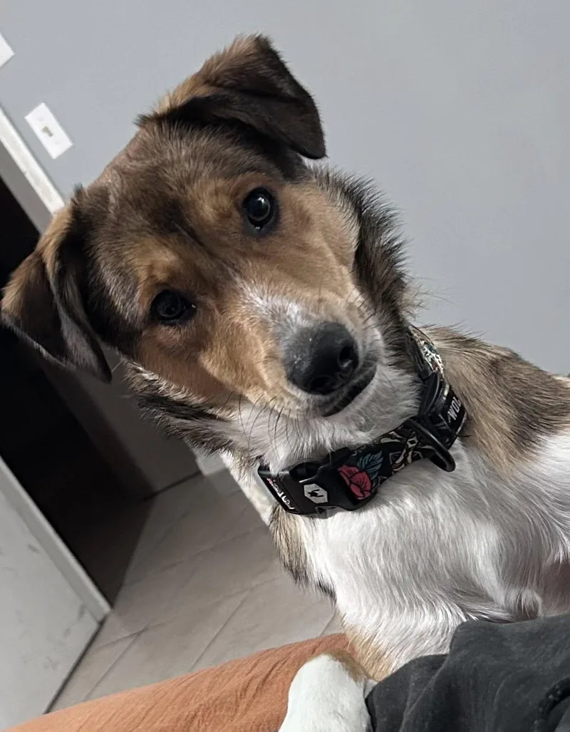Loki