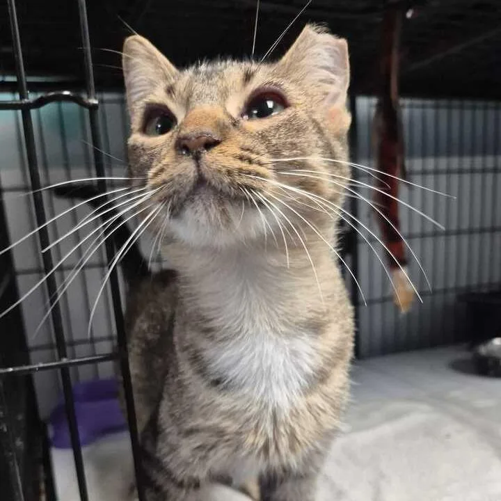 A young medium-sized female Domestic Short Hair cat named Send Me The Link for adoption in Davenport, IA
