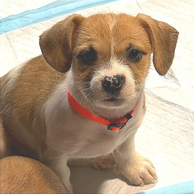 A baby small-sized female White / Cream American Staffordshire Terrier dog named Steamy Nicks for adoption in Rockville, MD
