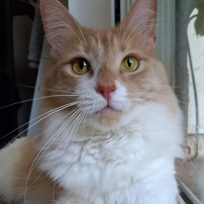 A baby medium-sized female Maine Coon cat named Buttercup for adoption in Yorba Linda, CA