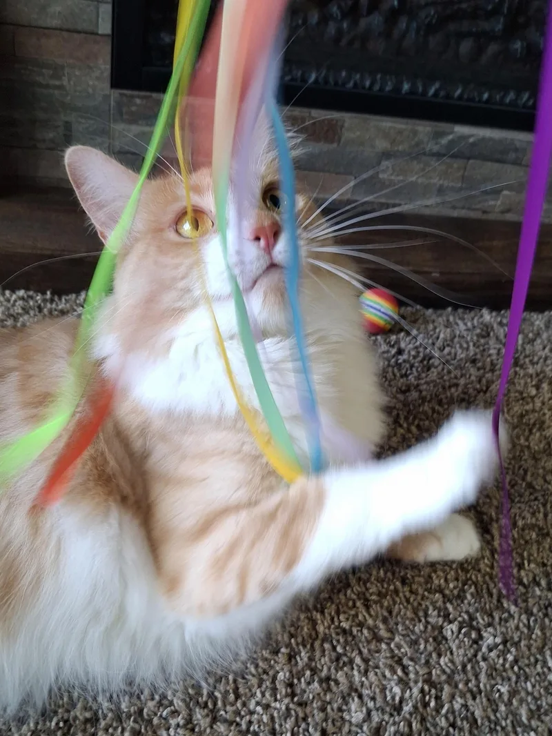 Buttercup thumbnail 5