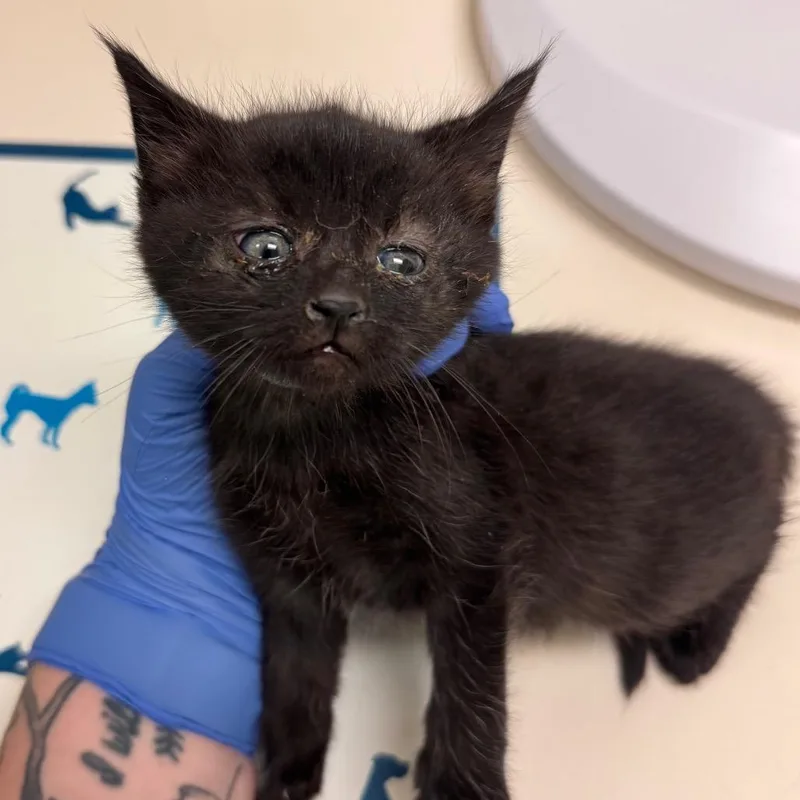 A baby small-sized female Black Domestic Short Hair cat named Tonka for adoption in Lynchburg, VA