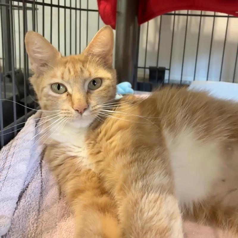 An adult medium-sized female Orange / Red Domestic Short Hair cat named Thea for adoption in East Hampton, NY