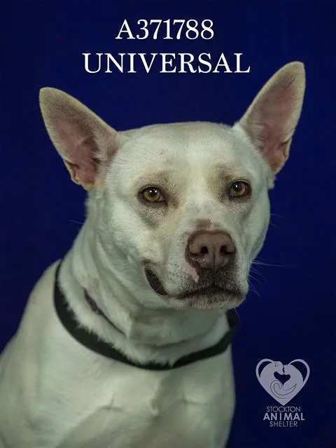 An adult medium-sized female Australian Kelpie dog named Universal for adoption in Stockton, CA