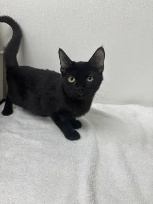 A young small-sized female Domestic Short Hair cat named Salad for adoption in Phoenix, AZ