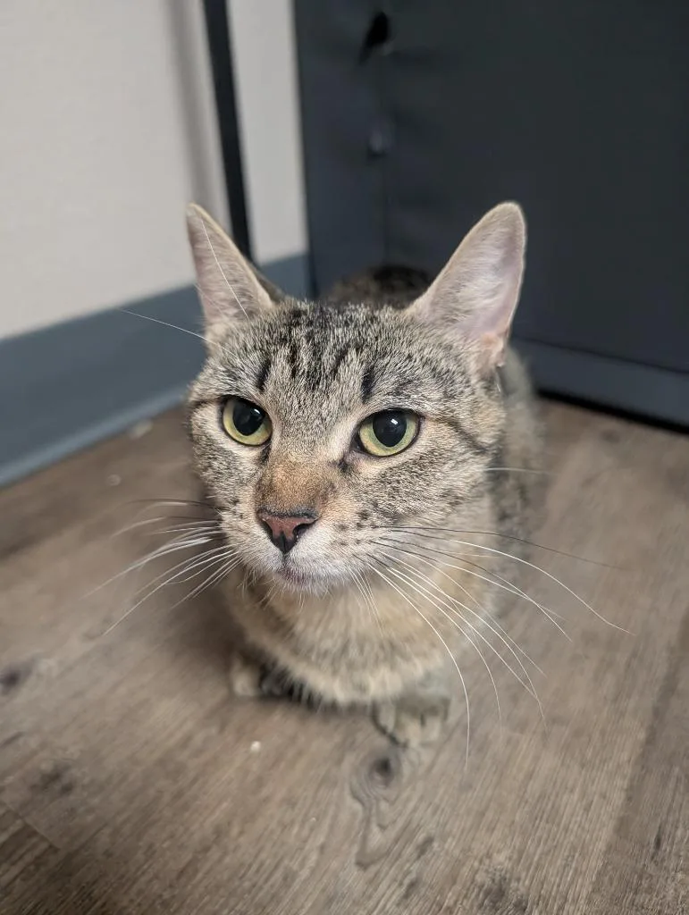 An adult medium-sized female Domestic Short Hair cat named Queen Bee for adoption in Oconto, WI