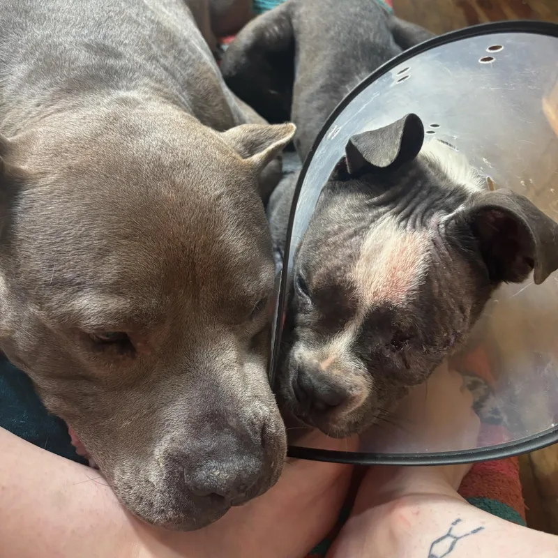A young small-sized female French Bulldog dog named Luna for adoption in New Orleans, LA