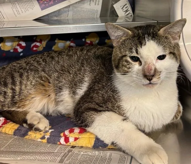 A young medium-sized male Domestic Short Hair cat named Spicey for adoption in Aurora, IL