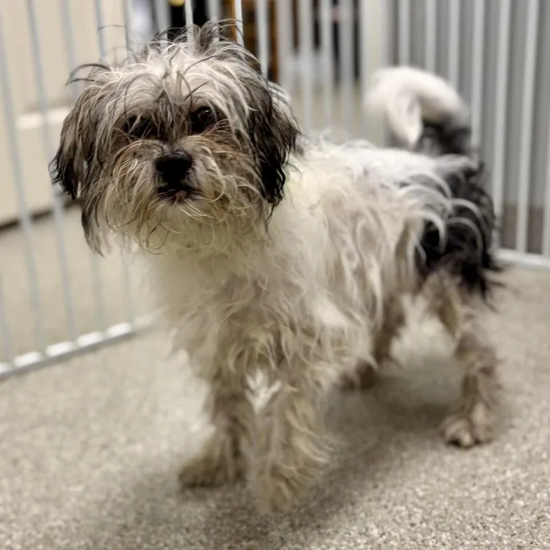 An adult medium-sized male Shih Tzu dog named Rio for adoption in Whitehall, PA
