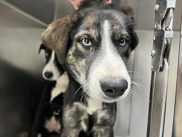A baby large-sized female Siberian Husky dog named Marigold for adoption in Sioux City, IA