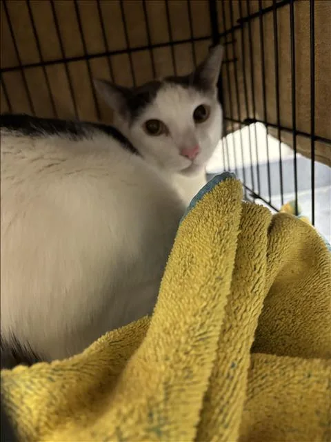 An adult large-sized male Domestic Short Hair cat named Double for adoption in Chatsworth, CA