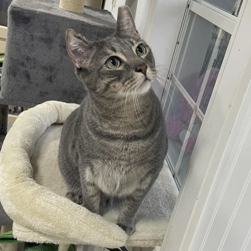 An adult small-sized male Gray / Blue / Silver Domestic Short Hair cat named Vincent for adoption in Prescott, AZ
