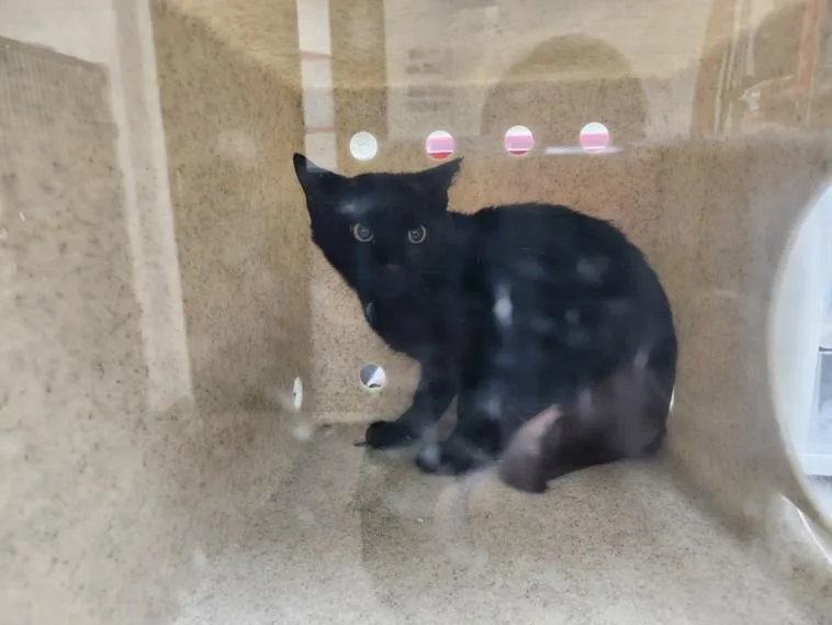 A baby small-sized male Domestic Short Hair cat named Ozzy for adoption in Santa Fe, NM
