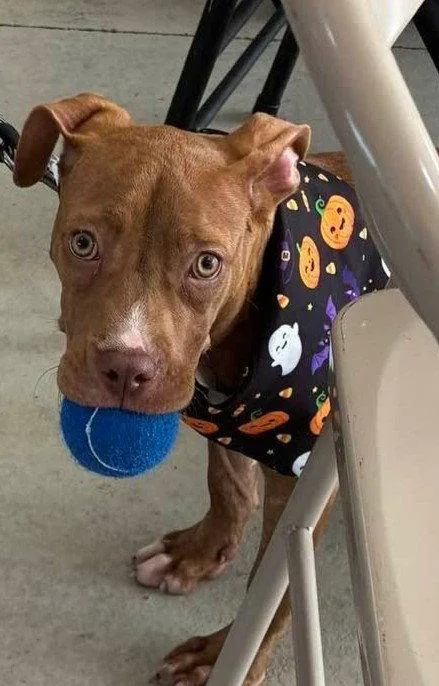 A baby large-sized female Pit Bull Terrier dog named Ally for adoption in Pompano Beach, FL