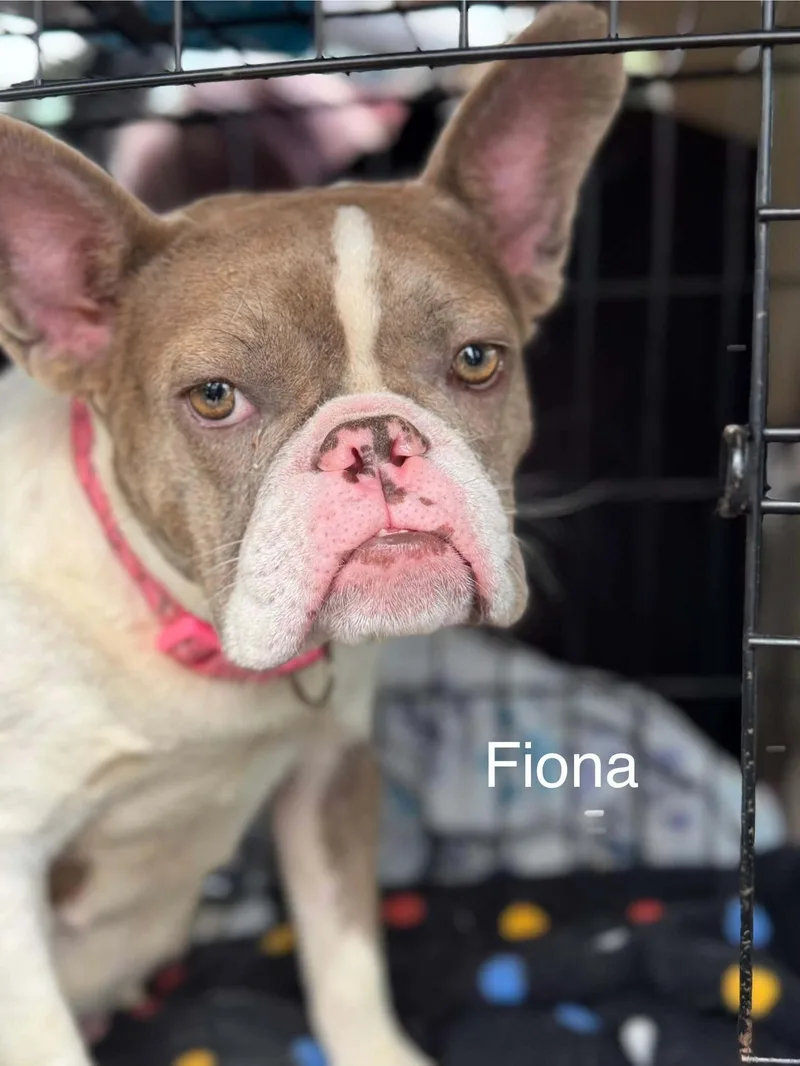 Fiona thumbnail 3