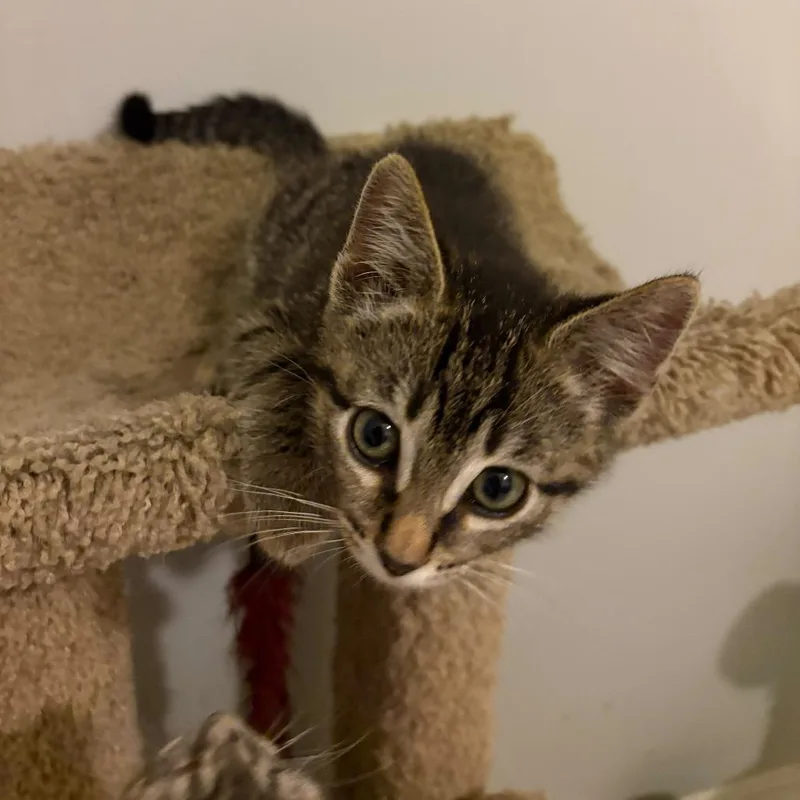 A baby medium-sized female Tabby (Brown / Chocolate) Domestic Short Hair cat named Nibbles for adoption in Lauderhill, FL