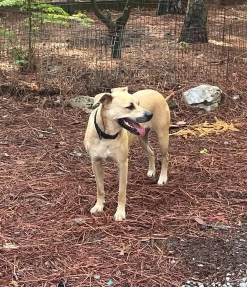 An adult large-sized female Yellow / Tan / Blond / Fawn American Bulldog dog named Dixie for adoption in Youngsville, NC