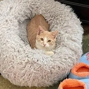 An adult medium-sized male Orange / Red Domestic Short Hair cat named Goldie C for adoption in Prosper, TX