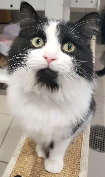 Garrison thumbnail 2