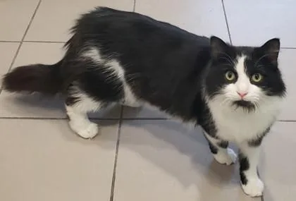 Garrison thumbnail 3