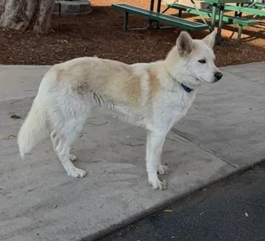 An adult large-sized male Husky dog named Hawk Nelson for adoption in Fresno, CA