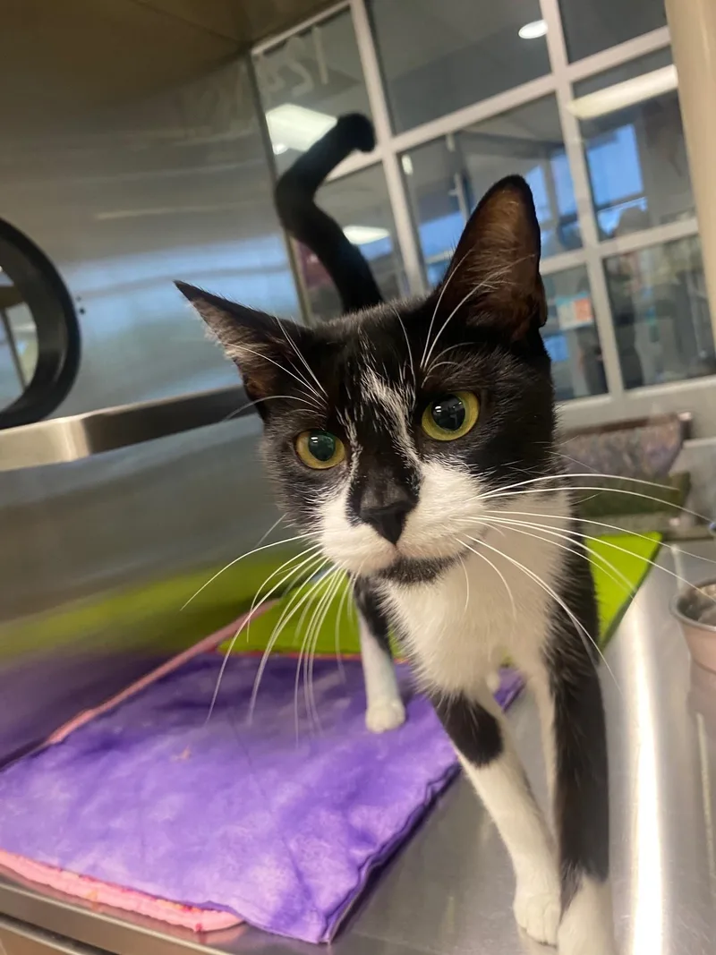 An adult medium-sized female Tuxedo cat named Samantha A for adoption in Plano, TX