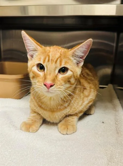 A young medium-sized female Domestic Short Hair cat named Pendragon for adoption in Lees Summit, MO