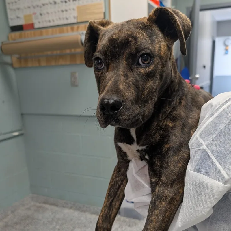 A baby medium-sized female Brown / Chocolate American Staffordshire Terrier dog named Amerie for adoption in Greenville, SC