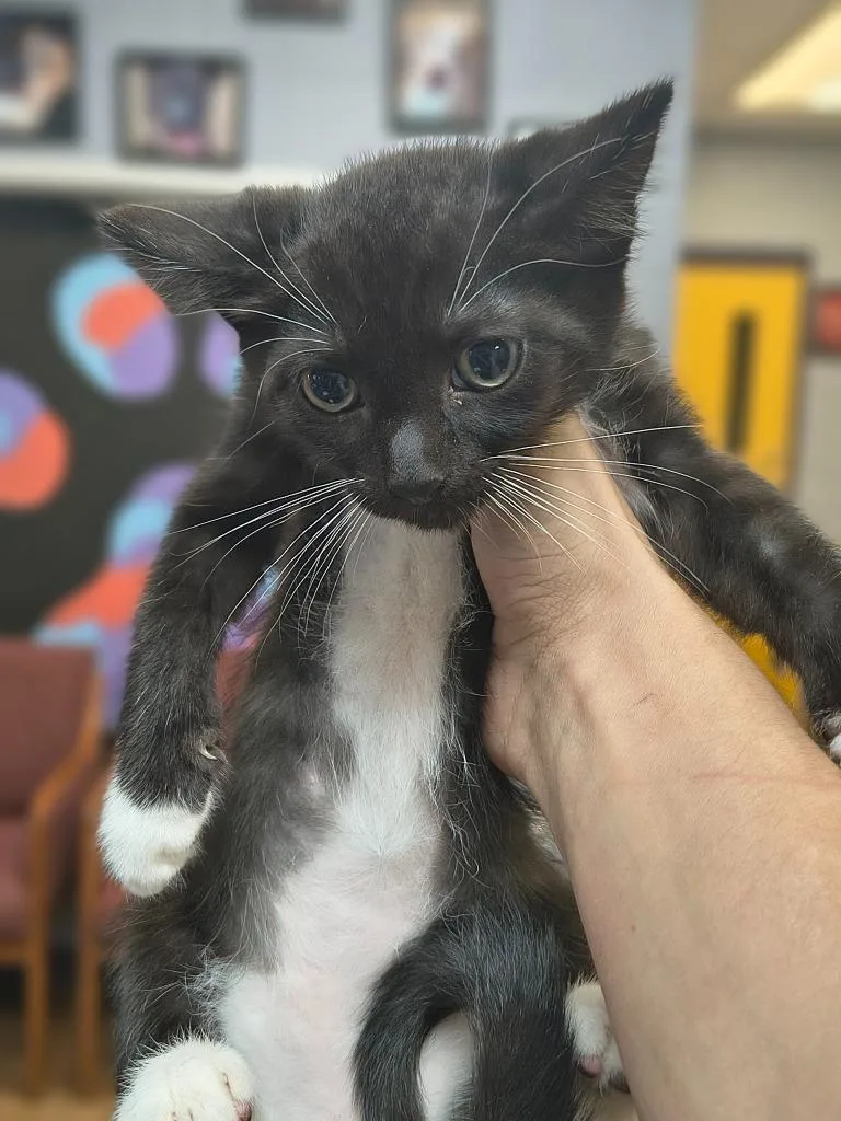 A baby small-sized male Domestic Short Hair cat named Julian for adoption in Brownwood, TX