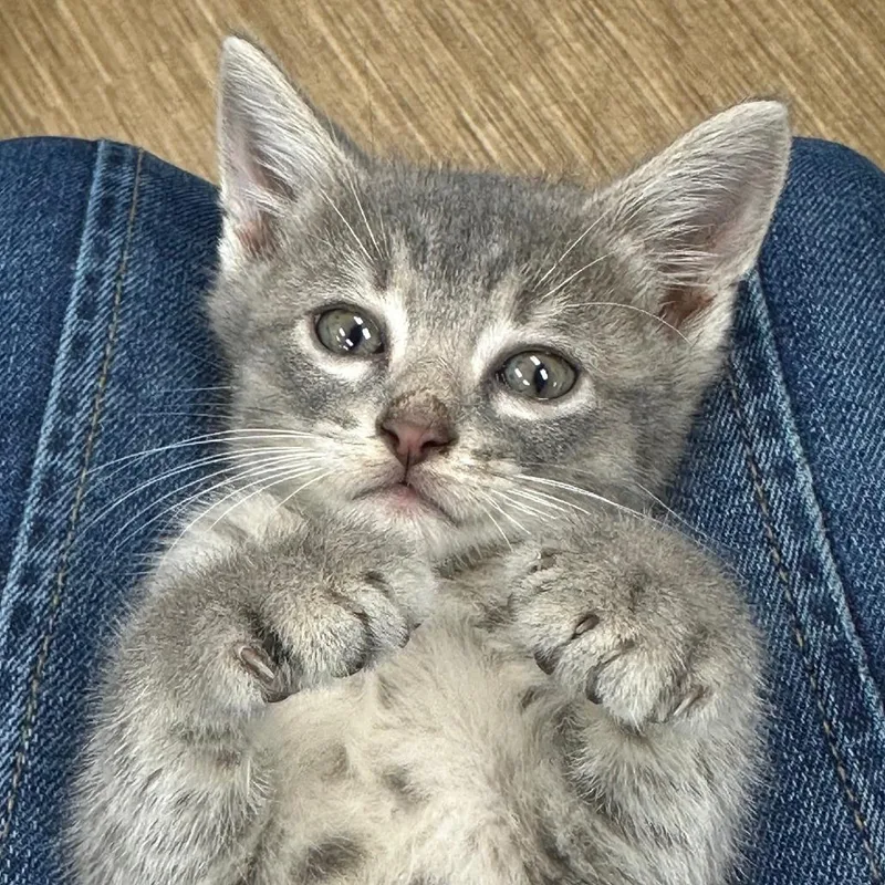 A baby small-sized male Gray / Blue / Silver Domestic Short Hair cat named Dewey for adoption in Milan, IL