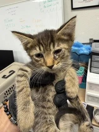 A baby small-sized female Domestic Short Hair cat named Candy Apple for adoption in Fresno, CA