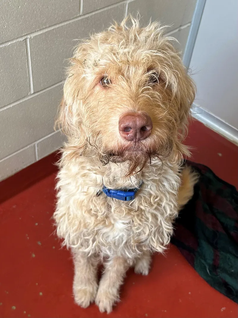 An adult large-sized male White / Cream Poodle dog named Weston for adoption in Mason City, IA