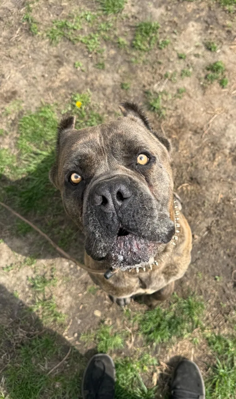 An adult large-sized male Cane Corso dog named Robin for adoption in merrillville, IN