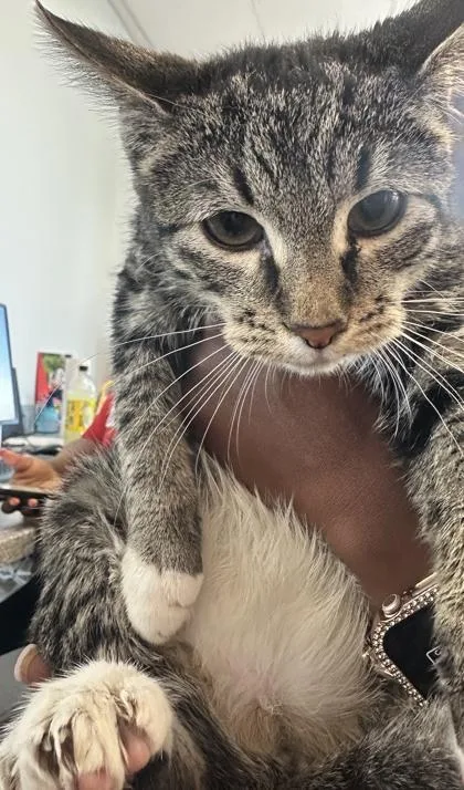 A baby small-sized female Domestic Short Hair cat named Nebula for adoption in West Chester, PA