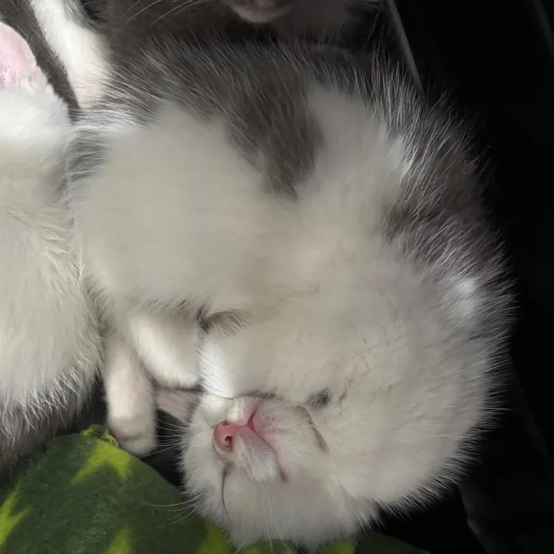 A baby small-sized male Gray / Blue / Silver Domestic Short Hair cat named Tie Dye for adoption in Fairmont, WV