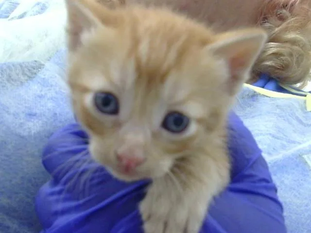 A baby medium-sized male Domestic Medium Hair cat named Drizzle for adoption in Dallas, TX