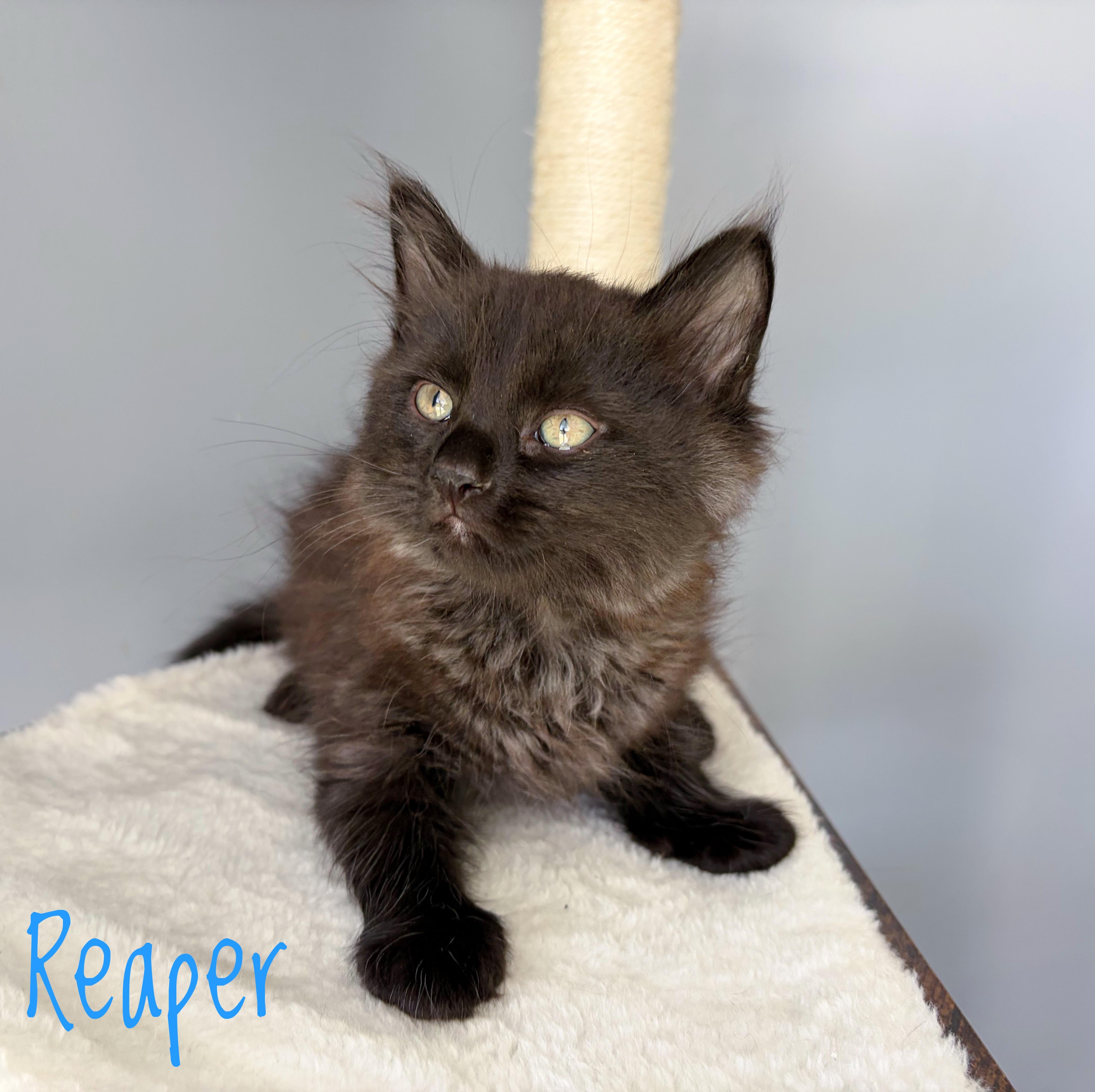 A baby medium-sized male Black Domestic Long Hair cat named Reaper for adoption in Bethel, OH