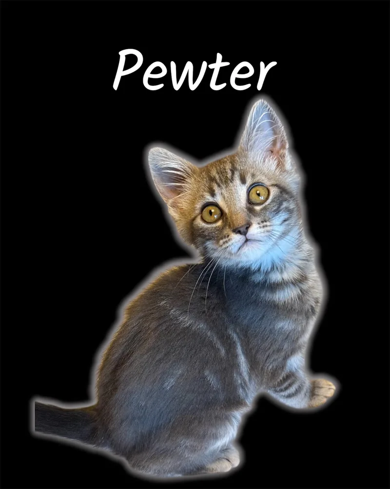 A baby small-sized male Tabby (Gray / Blue / Silver) Domestic Short Hair cat named Pewter for adoption in Auburn, CA