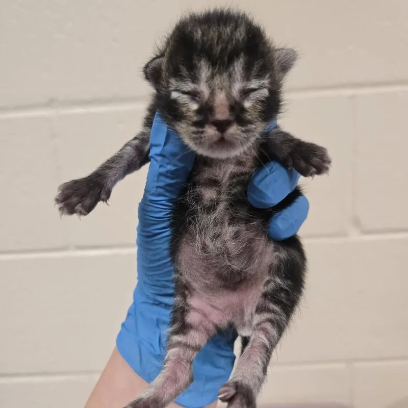 A baby small-sized male Brown / Chocolate Domestic Short Hair cat named Deep Dish for adoption in Reno, NV