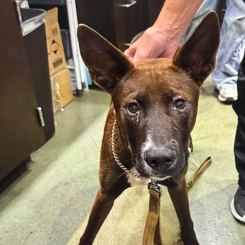 A young medium-sized male Belgian Shepherd / Malinois dog named Vincent for adoption in Upland, CA