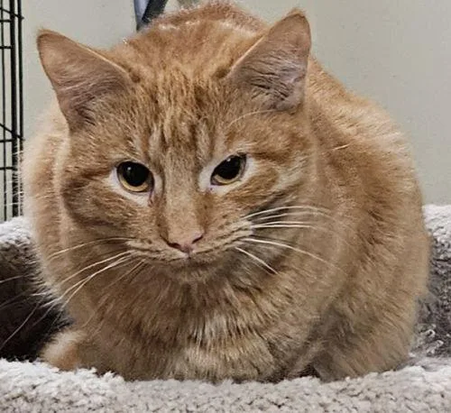 An adult medium-sized male Orange / Red Domestic Short Hair cat named Puma for adoption in Bethlehem, PA