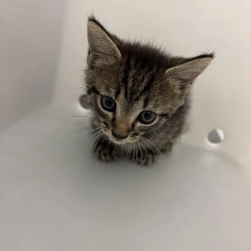 A baby small-sized male Gray / Blue / Silver Domestic Short Hair cat named StrayVeteransParkway for adoption in Columbus, GA